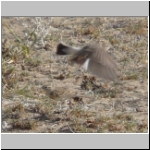 Indian bush  lark2.jpg